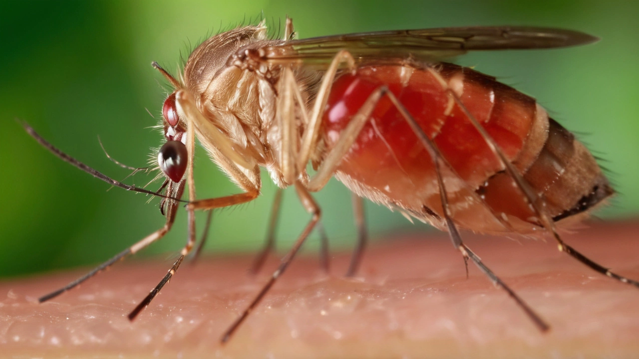 OPAS Eleva Risco da Febre de Oropouche nas Américas para Alto