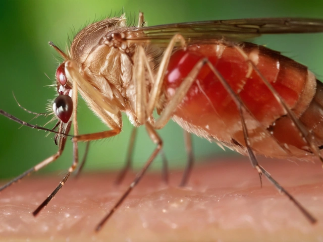 OPAS Eleva Risco da Febre de Oropouche nas Américas para Alto